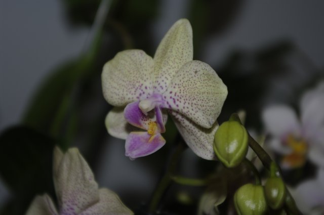 Еще минька в крапушку