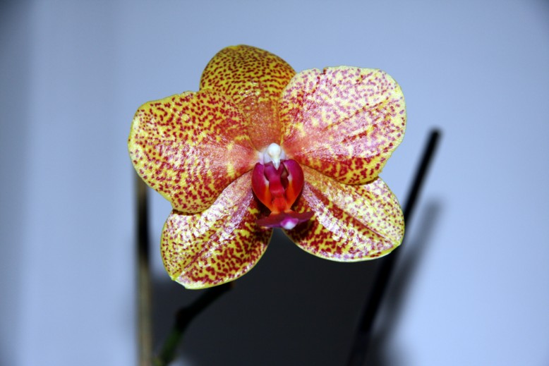 phal_orang_lost name.jpg