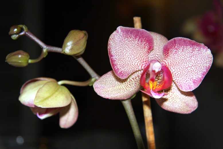 phal_gybridniy.jpg