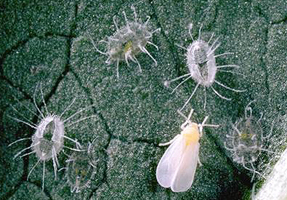 GHwhitefly.jpg