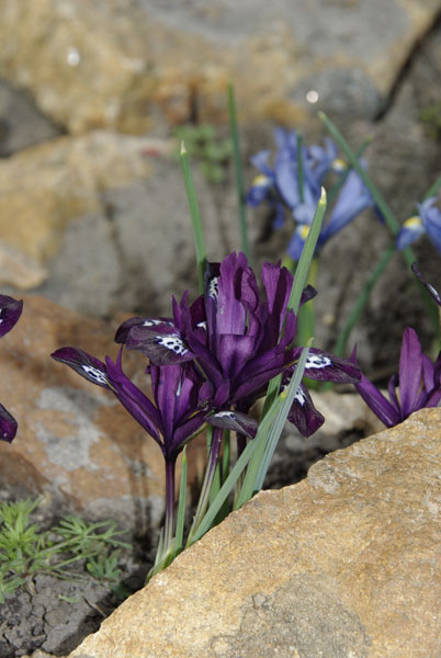 iridodictum7.jpg