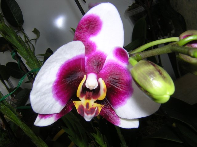 Вспышка исказила цвет