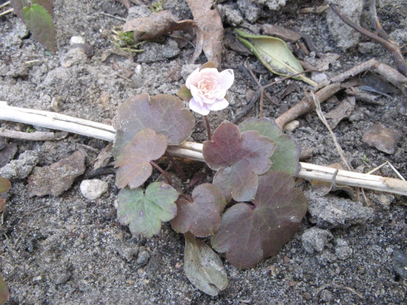 hepatica_1.JPG