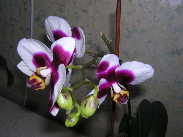 Свое цветение