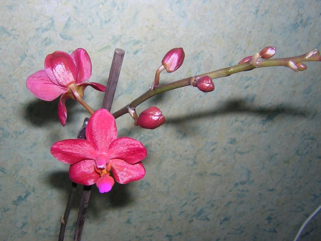 Из 10 фото ни одно не может отобразить настоящий цвет