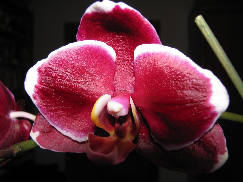 Doritaenopsis Black Butterfly 'Orhis-01'