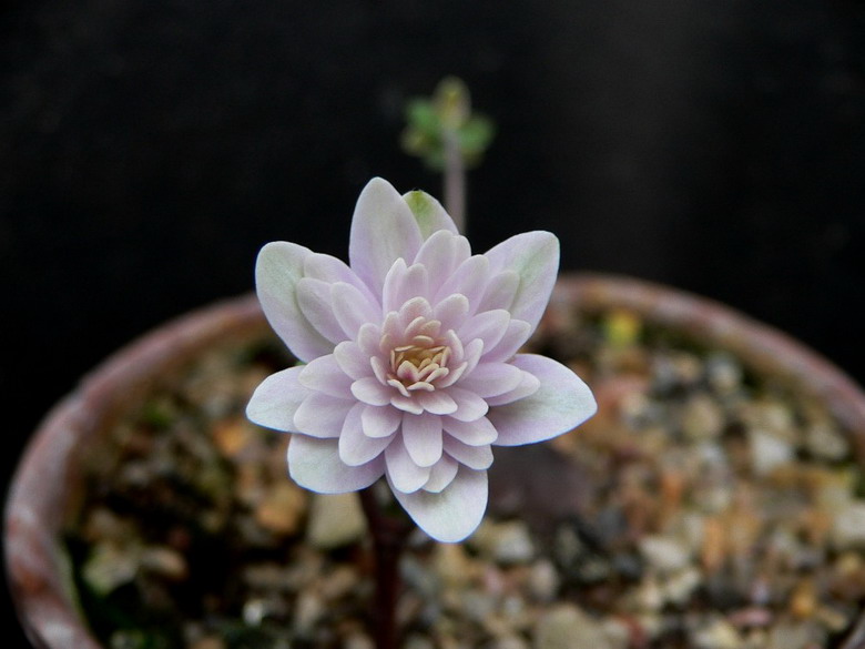 Hepatica henryi flora plena