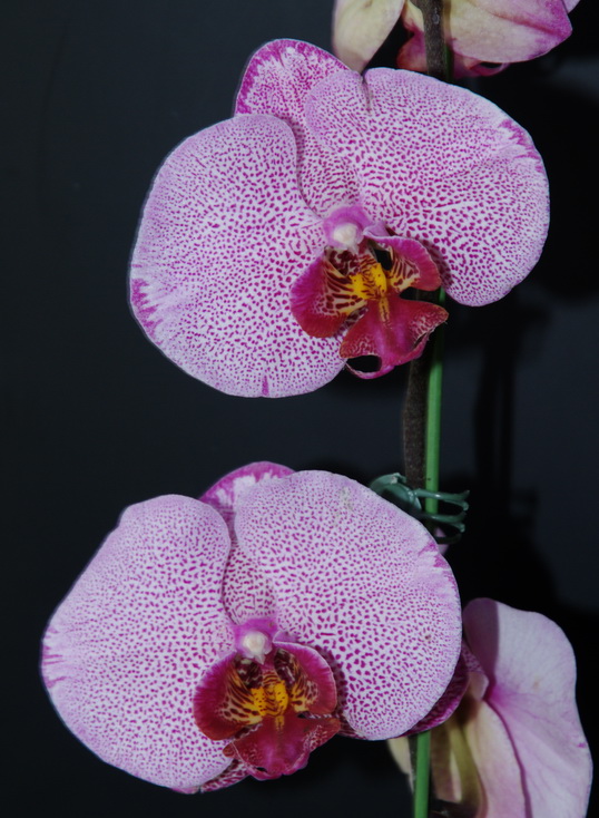 Phalenopsis_fl.jpg