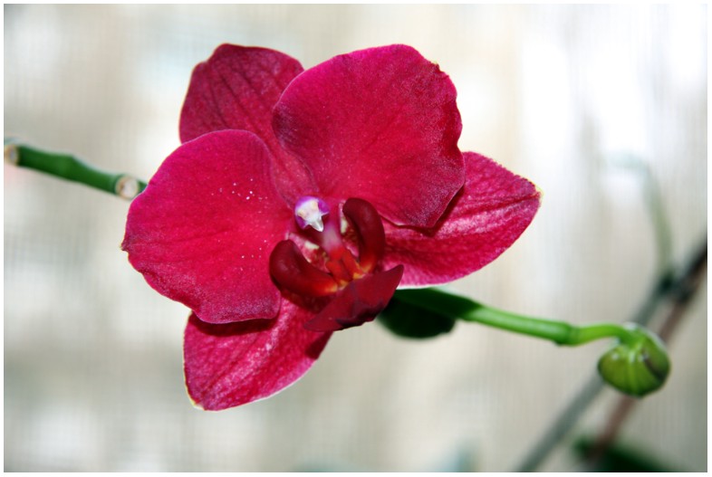 phal_montecarlo.jpg