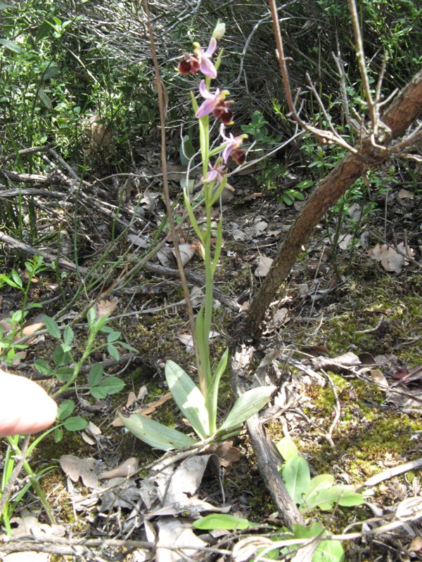 Ophrys_oestrifera2b.jpg