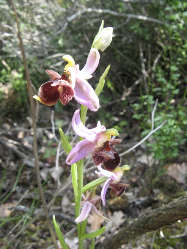 Ophrys_oestrifera2a.jpg