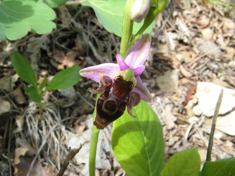 Ophrys_oestrifera1b.jpg