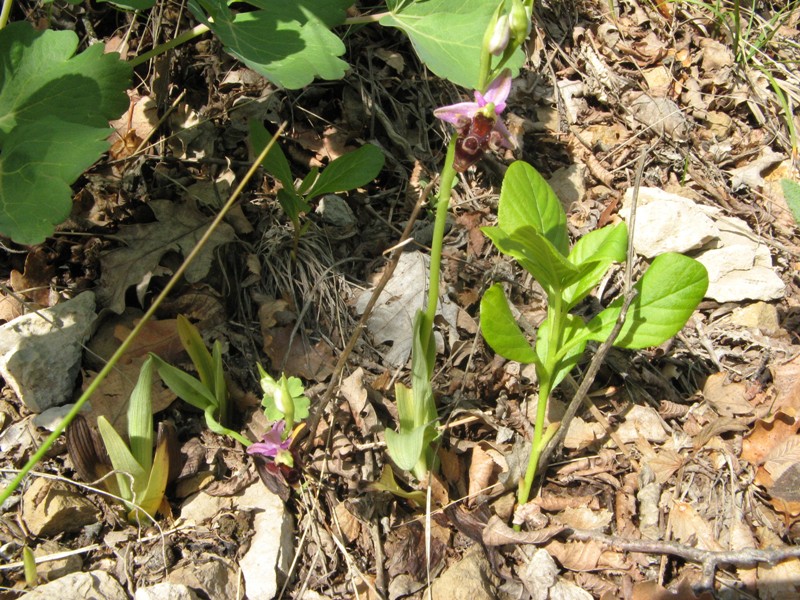 Ophrys_oestrifera1a.jpg