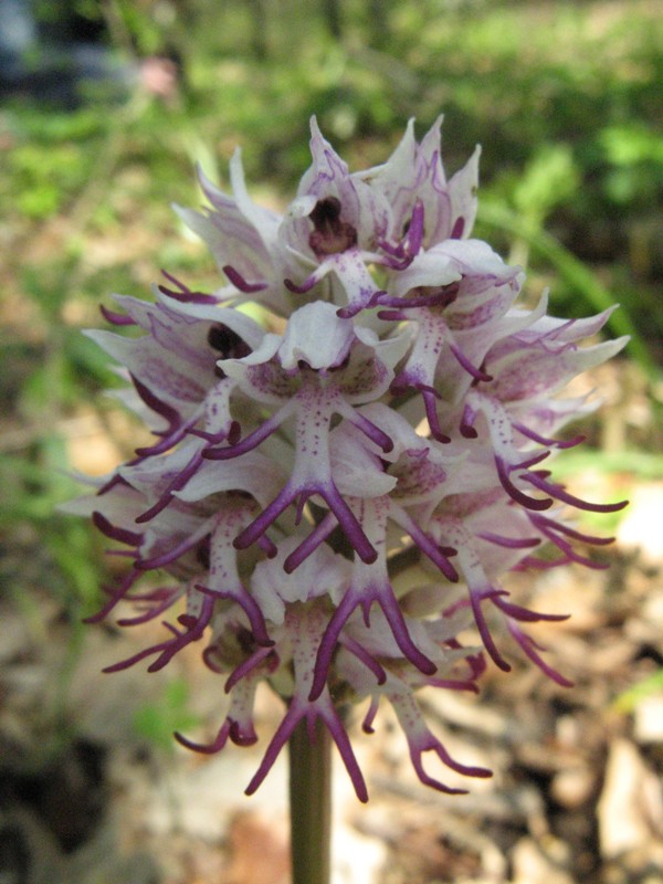 Orchis_simia1b.jpg