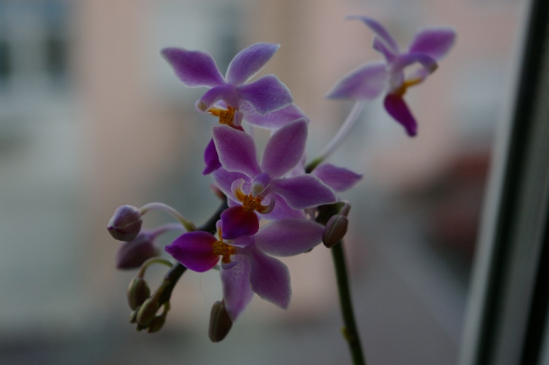 Phalenopsis equestris