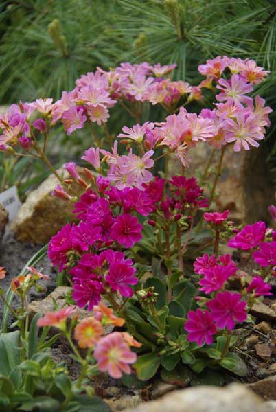 Lewisia-hb1.jpg