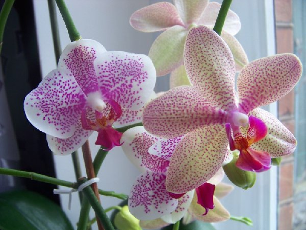 Phalaenopsis hybr.