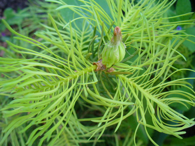 Abies con.Wintergold