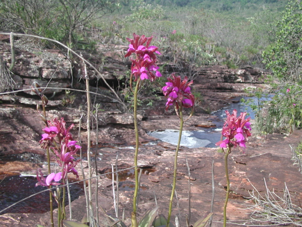 Habitat-C-elongata-055.jpg