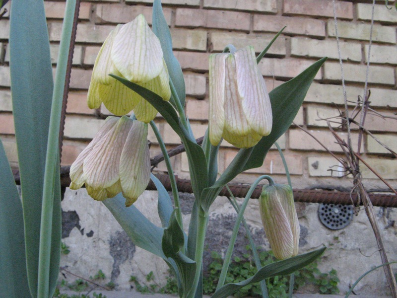 fritillaria pallidiflora.JPG