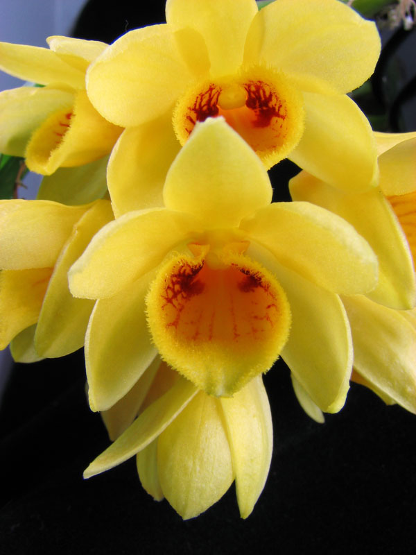 Dendrobium sulcatum3.jpg