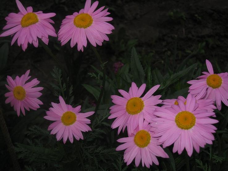 p2.JPG