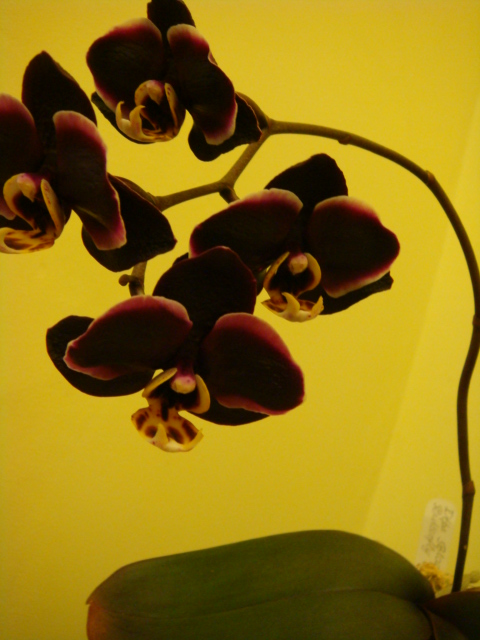 7DSC03031.JPG