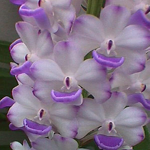 RHYNCOSTYLIS coelestis[TAI_orchid_330]$10.49.jpg