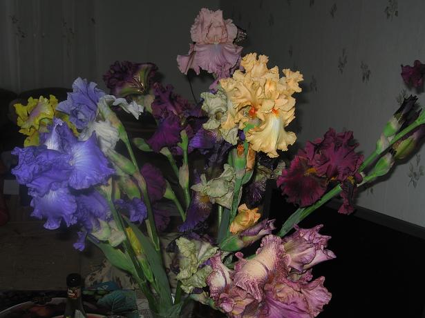 iris1.JPG
