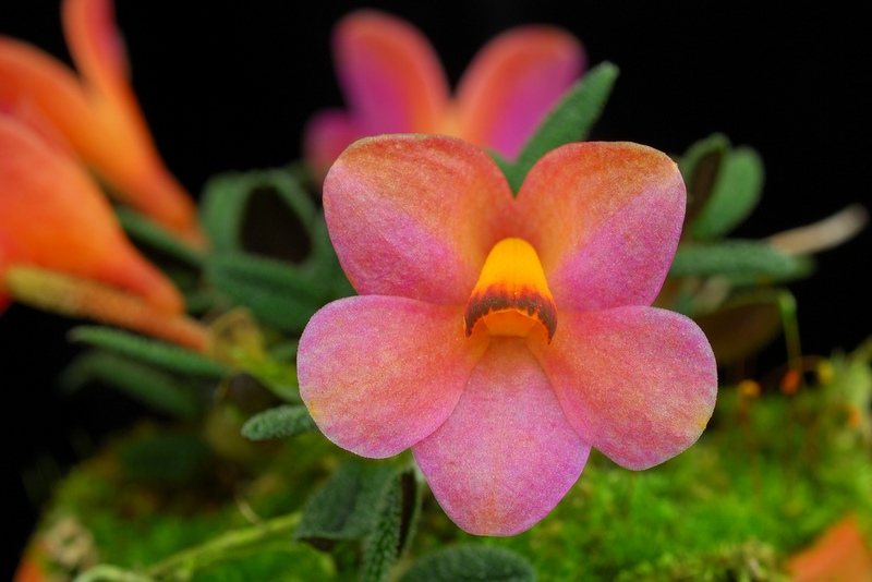 Dendrobium cuthbertsonii 'Geneva Pink'.jpg