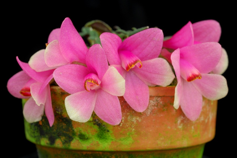 Dendrobium cuthbertsonii 'Pink Flare'.jpg