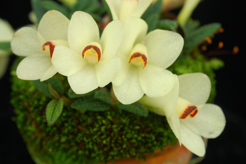Dendrobium cuthbertsonii 'White'.jpg