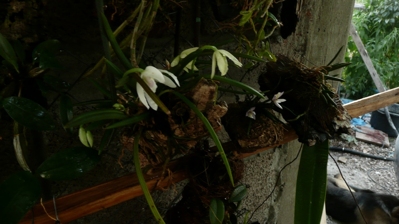 P1050819.JPG