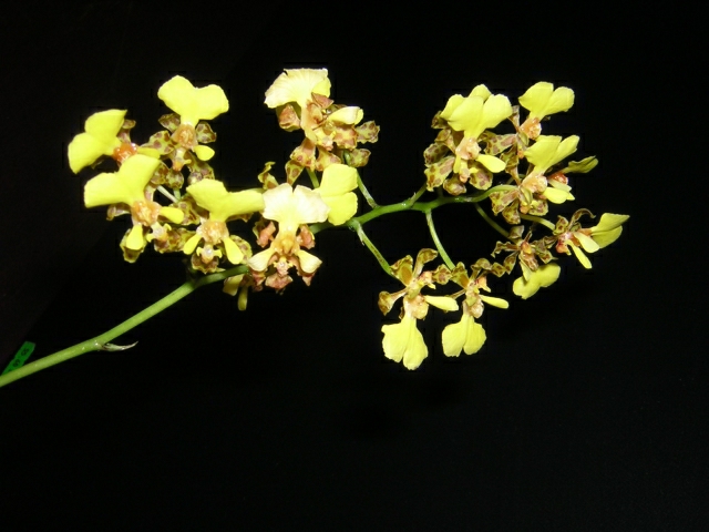 DSCN3638.jpg