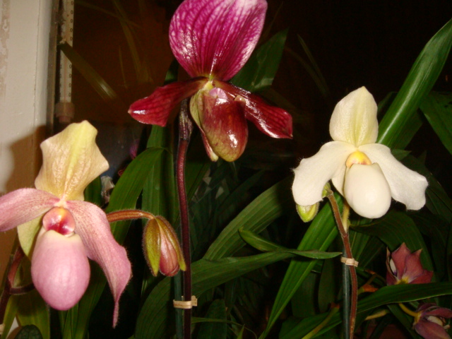 DSC03359.JPG