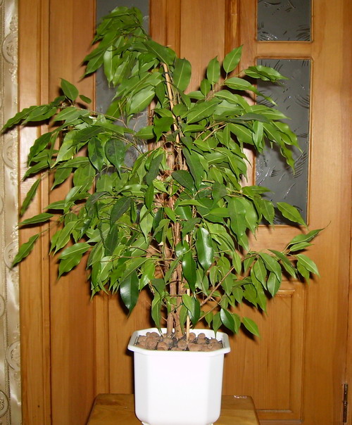 ficus_benjamina.jpg