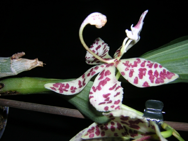 DSCN3650.jpg