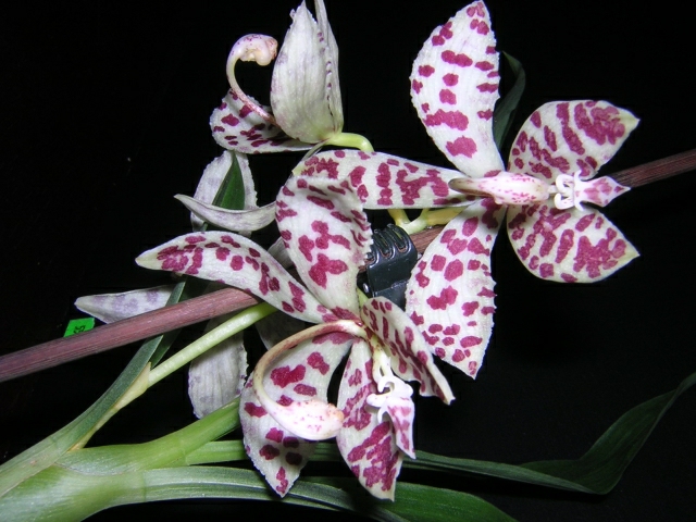 DSCN3652.jpg
