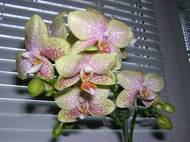 DSCN3676.jpg