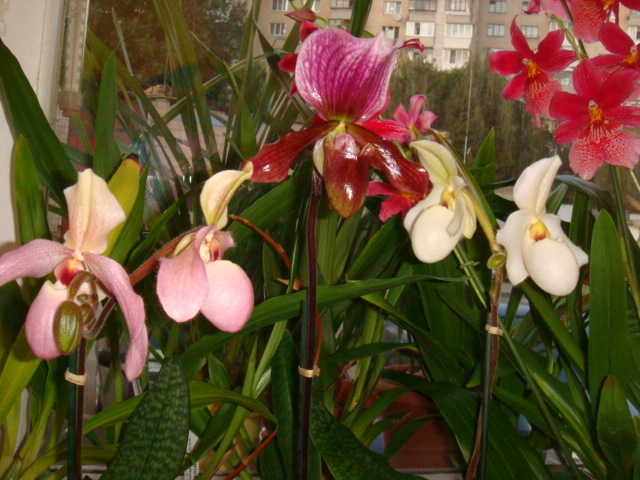 DSC03413.JPG