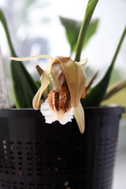 c.speciosa.jpg