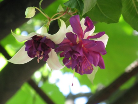 фуксія &quot;Deep Purple  &quot;