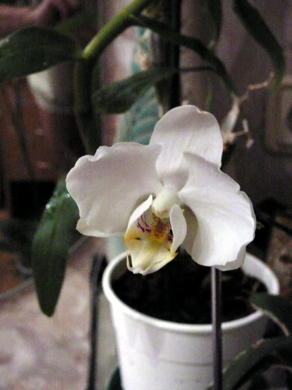 P1060370_1.jpg