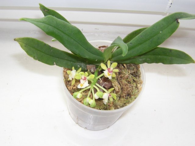 DSCN3715.jpg