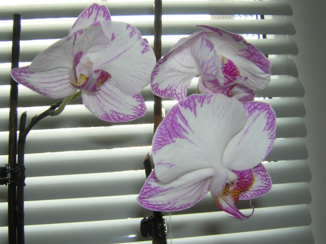 DSCN3803.jpg