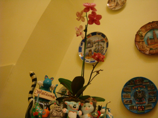 DSC03657.JPG