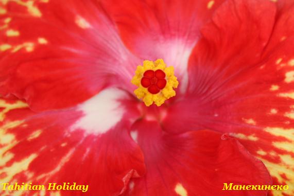 IMG_2122Tahitian Holiday 1.jpg