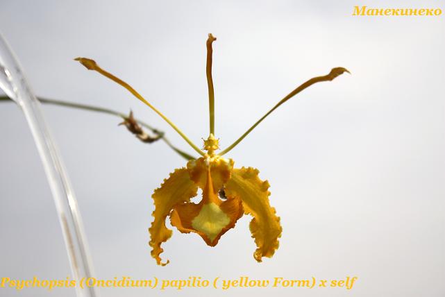 IMG_2458Psychopsis (Oncidium) papilio ( yellow Form) x self.jpg