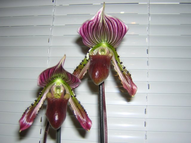 DSCN4006.jpg