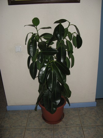 1 (Ficus elastica)